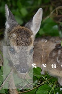 放心借逾期后会自动扣款吗 放心借逾期后会自动扣款吗