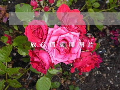 放心借逾期图片 放心借逾期图片
