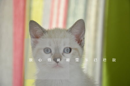 放心借逾期显示已还款 放心借逾期显示已还款
