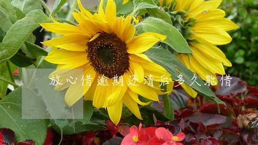 放心借逾期还清后多久能借 放心借逾期还清后多久能借