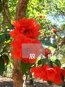 放心借金条逾期