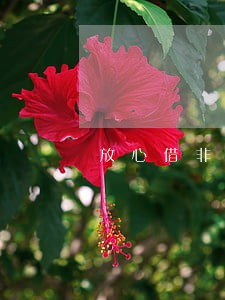 放心借非恶意逾期