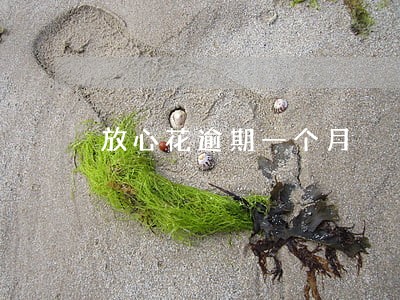 放心花逾期一个月 放心花逾期一个月