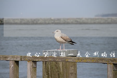 放心贷逾期一天会影响信用吗