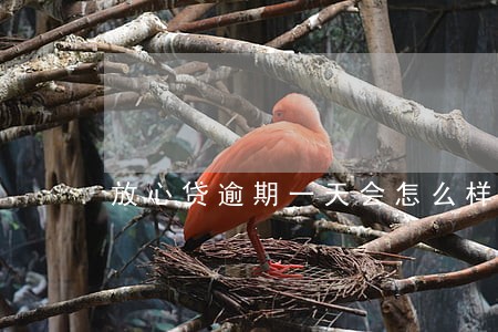 放心贷逾期一天会怎么样 放心贷逾期一天会怎么样