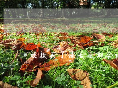 放款买了保险逾期会被代偿吗 放款买了保险逾期会被代偿吗