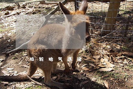 放轮胎气违法 放轮胎气违法