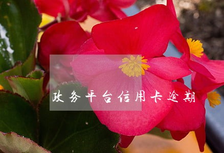 政务平台信用卡逾期 政务平台信用卡逾期