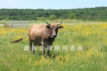政务法律顾问咨询 政务法律顾问咨询