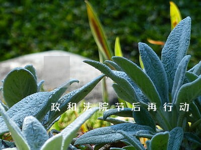 政和法院节后再行动 政和法院节后再行动