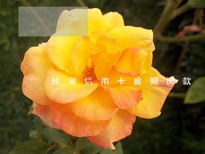 政审信用卡逾期还款 政审信用卡逾期还款