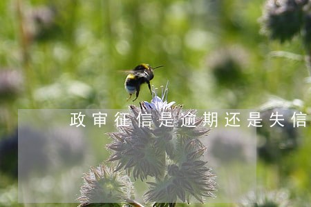 政审征信是逾期还是失信被执行人 政审征信是逾期还是失信被执行人