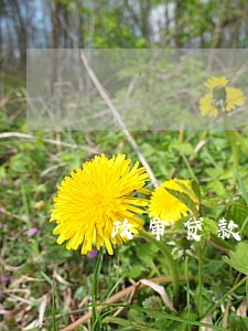 政审贷款逾期 政审贷款逾期