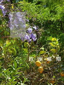 政审逾期记录怎么办 政审逾期记录怎么办
