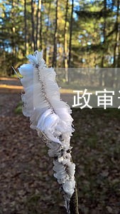 政审逾期记录怎么解决