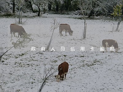 政府人员信用卡逾期 政府人员信用卡逾期