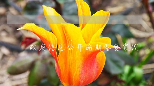 政府信息公开逾期答复案例