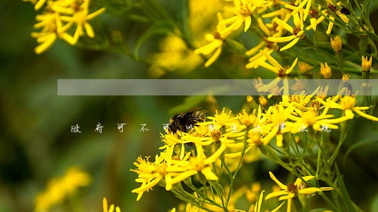 政府可不可以制定法律法规 政府可不可以制定法律法规