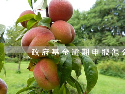 政府基金逾期申报怎么办 政府基金逾期申报怎么办
