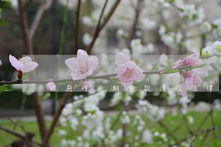 政府对逾期贷款清收法律 政府对逾期贷款清收法律
