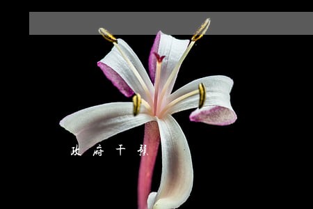 政府干预