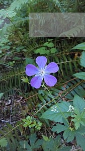政府平台债务出现逾期 政府平台债务出现逾期