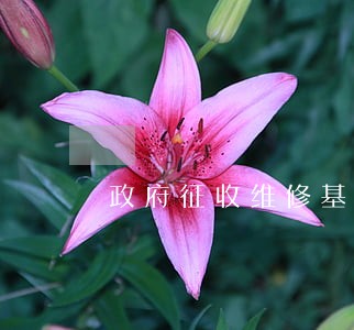 政府征收维修基金违法吗 政府征收维修基金违法吗