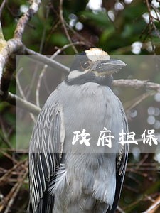 政府担保基金逾期兑付 政府担保基金逾期兑付