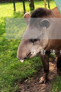 政府法律顾问参与决策