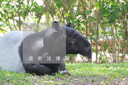 政府法律顾问的风险 政府法律顾问的风险