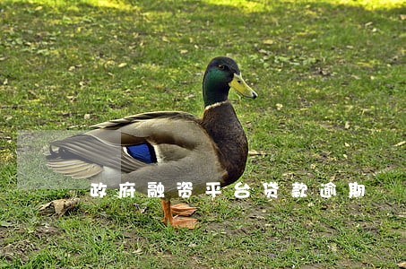 政府融资平台贷款逾期 政府融资平台贷款逾期