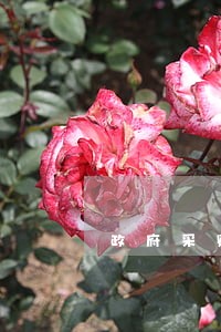 政府采购付款逾期原因 政府采购付款逾期原因