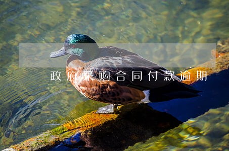 政府采购合同付款逾期 政府采购合同付款逾期