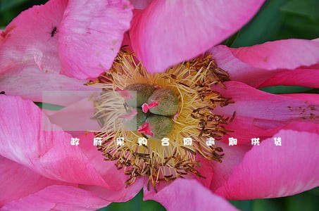 政府采购合同逾期供货