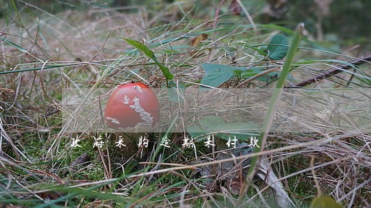 政府采购逾期未付款 政府采购逾期未付款