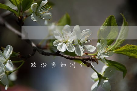 政治当如何介入 政治当如何介入