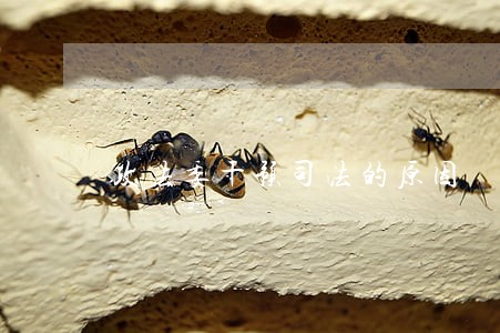 政法委干预司法的原因 政法委干预司法的原因