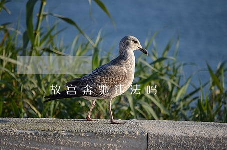 故宫奔驰违法吗
