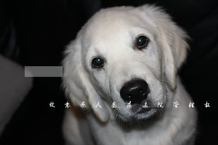 故意杀人基层法院管辖权 故意杀人基层法院管辖权