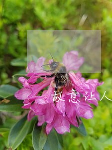故意让人逾期可以报警 故意让人逾期可以报警