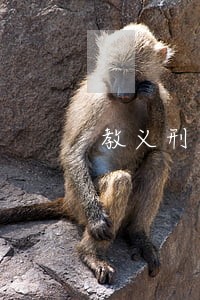 教义刑法学读后感 教义刑法学读后感
