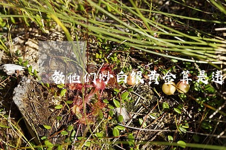教他们炒白银黄金算是违法吗 教他们炒白银黄金算是违法吗