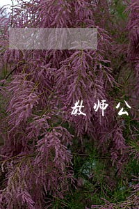 教师公务卡逾期两次有影响吗 教师公务卡逾期两次有影响吗