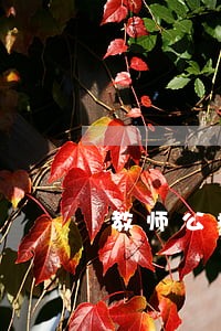 教师公招缴费时间逾期 教师公招缴费时间逾期