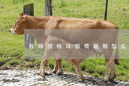 教师资格证缴费逾期怎么显示 教师资格证缴费逾期怎么显示