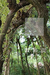 教师资格证逾期不注册后果 教师资格证逾期不注册后果