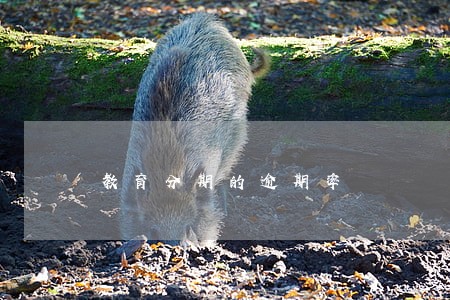 教育分期的逾期率 教育分期的逾期率