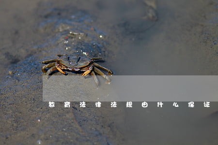教育法律法规由什么保证实施 教育法律法规由什么保证实施