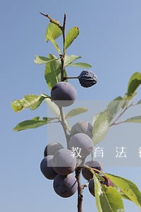 教育法律法规的特征是什么 教育法律法规的特征是什么
