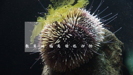 教育法规是指统治阶